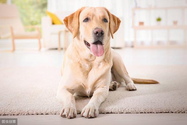 拉布拉多护卫犬:看护厂房用什么犬，要求警觉性高但基本无攻击性？