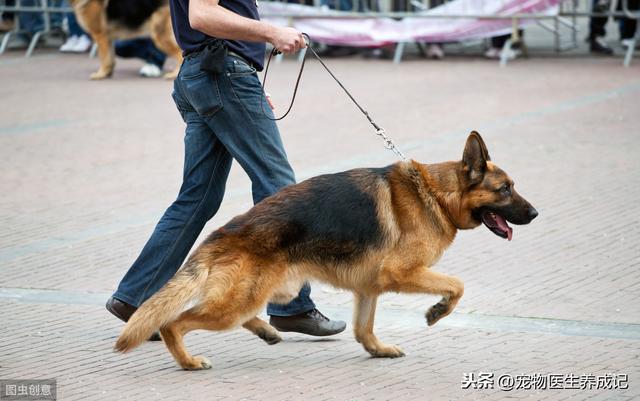 深圳狗狗最新领养信息:深圳今日收治210只流浪犬，罚款1.8万余元, 你怎么看？