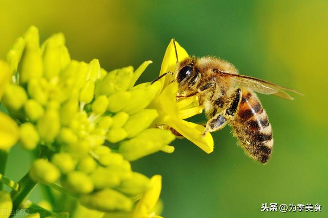 蜂蜜中的成分都是什么，蜂蜜的主要成分是什么营养价值如何