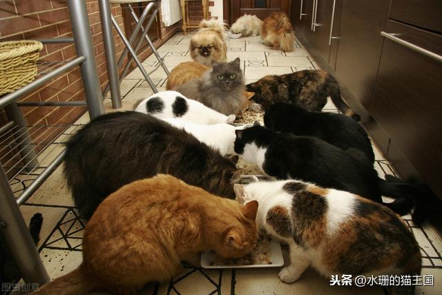 正规猫舍官网短脚猫:正规猫舍，后院猫，家养猫之间有什么差别？