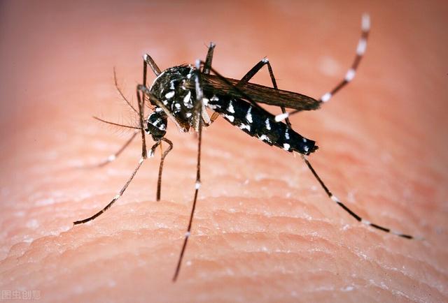 蚊子咬人和血型有关系吗，听说蚊子咬人也要挑血型，这是真的吗