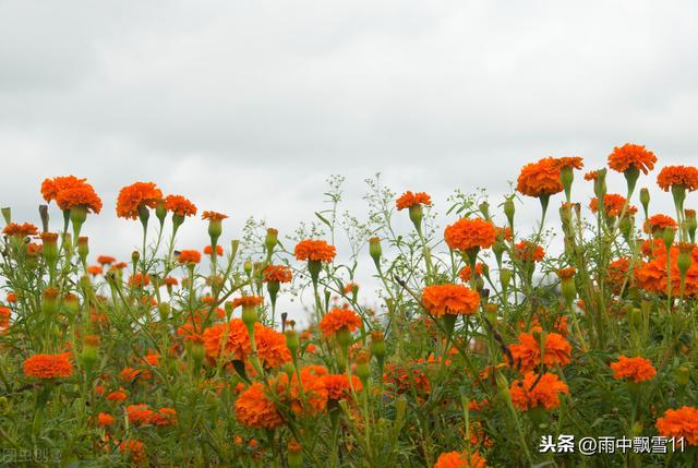 小碎花草本植物大全:草本植物大全 图片名称 有什么适合北方庭院地栽的草本花卉？