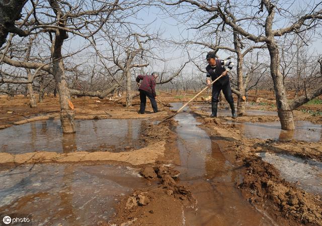 头条问答 苹果树施肥,地挺湿的还用浇水吗(5个回答)