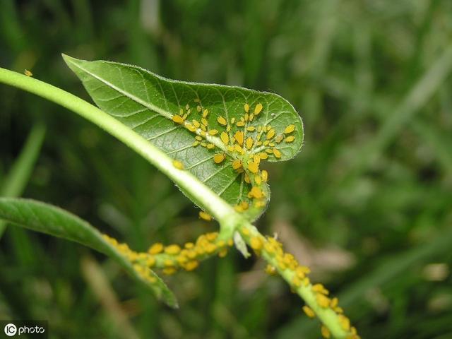 水果大战害虫:防控南方果实蝇，有什么比较好的办法？