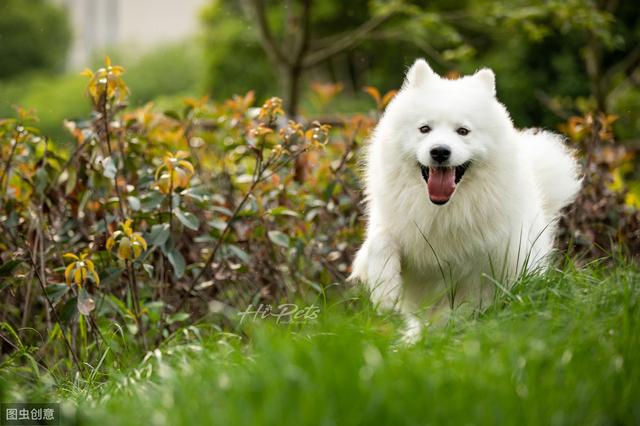 头条问答 大白熊犬和萨摩耶有什么区别 6个回答