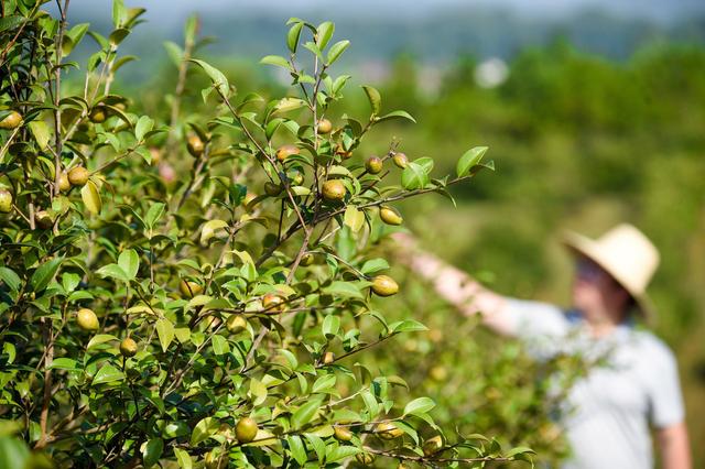 大泽树生:山茶油树林底下可以套种什么？怎么样？