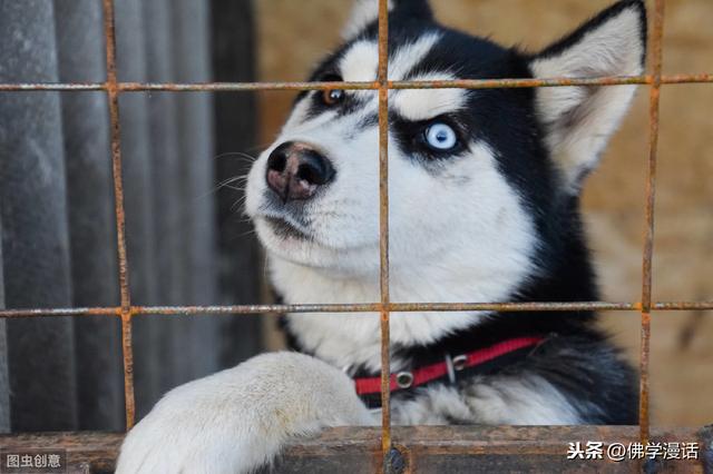 伴侣动物都能为我们做些什么:狗是伴侣动物，下这个结论的人有资格代表人类吗？