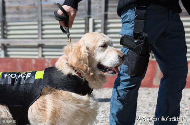 豆柴小犬资源:去澳洲入境需要注意什么？出去吃饭要给小费吗？ 豆柴小犬电影