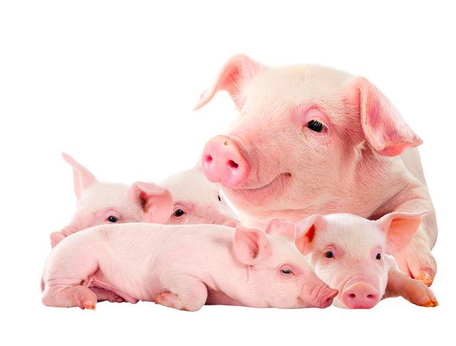 黄白痢:春天到了，怎么预防和治疗未断奶小猪黄白痢？