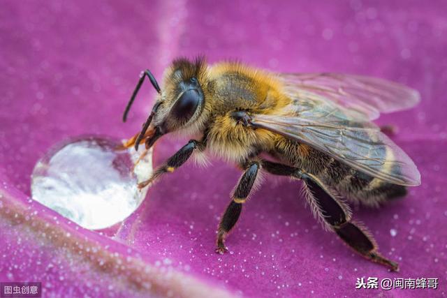 土霉素的作用:土霉素的作用和主治 蜜蜂烂子病用热水泡土霉素喂蜂可以吗？为什么？