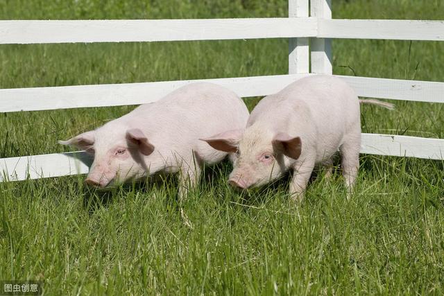生猪养殖企业的难点，养公司猪的养殖场如何降低饲料成本提高经济效益