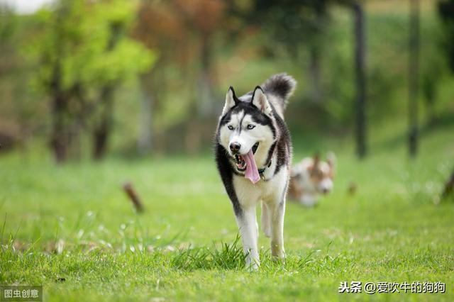 狗狗图片大全搞笑可爱:你觉得哪个品种的狗狗在生活中最搞笑？原因是什么？