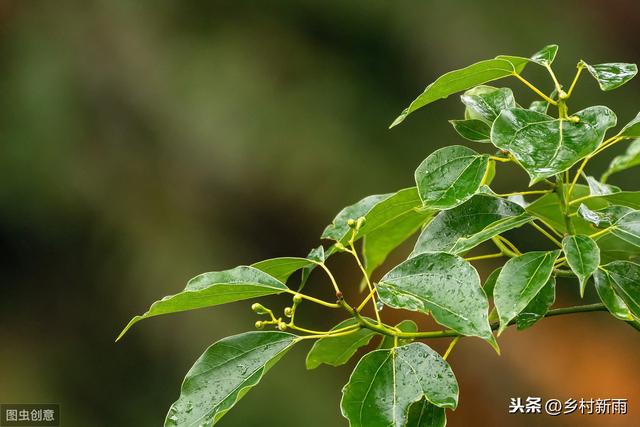 香樟树的特点:香樟树在山东可以种植吗，注意什么？