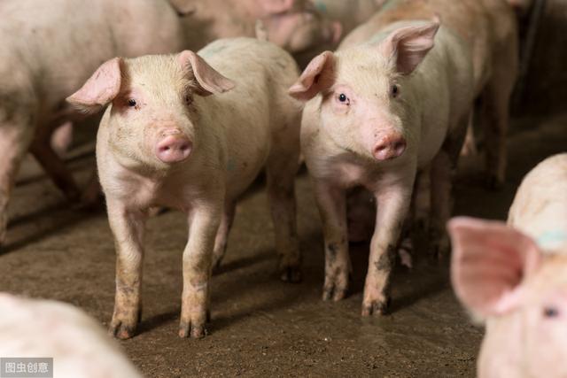 猪价连续14周出现下跌，下半年的生猪养殖行情会是怎样？