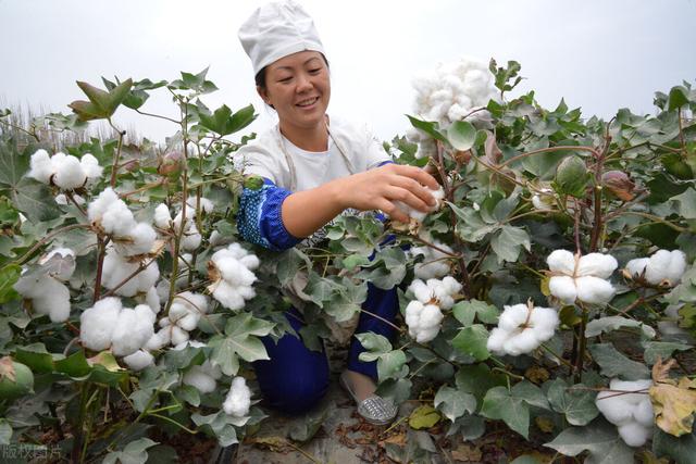 新疆棉花事件简介，新疆棉农种植的棉花，最近霸屏了，请问新疆棉花究竟有什么特点