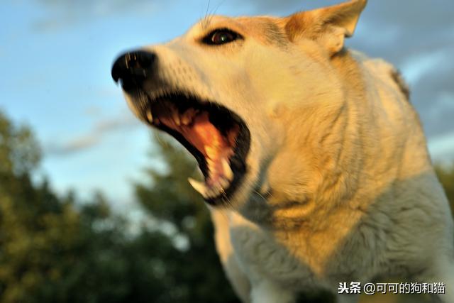 狗狗训练学校会打狗狗:我家狗的总是乱叫，揍它它反而一脸享受，这可怎么办？