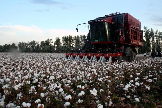 新疆棉花事件简介，新疆棉农种植的棉花，最近霸屏了，请问新疆棉花究竟有什么特点