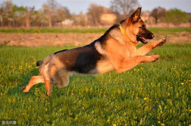 德国牧羊犬图片:德牧分为东德，西德和锤系德牧吗？