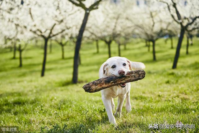 拉布拉多图片 警犬:拉布拉多适合当警犬吗 拉布拉多犬是十大禁养猛犬的其中一种吗？