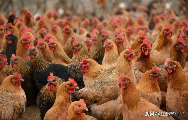 贵圈是什么意思，土鸡价格比圈养鸡贵，但为什么有人会说圈养鸡品质比放养鸡的好