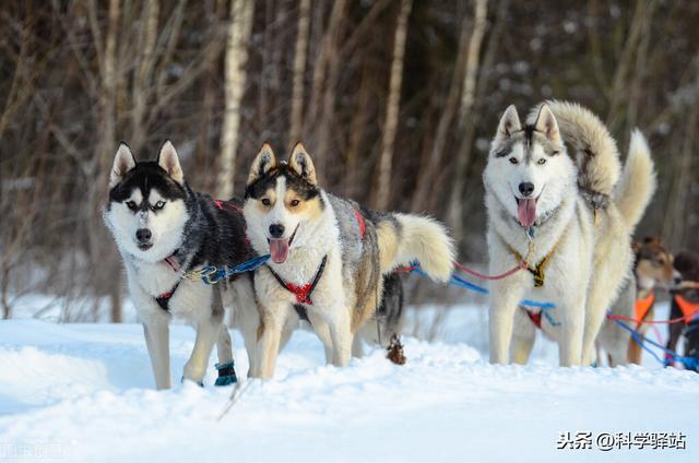 爱斯基摩犬哈士奇:狼会把哈士奇当成同类吗？