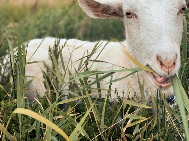 训练狗吃蛇:为什么食物链中越上级的生物，繁殖能力越弱？