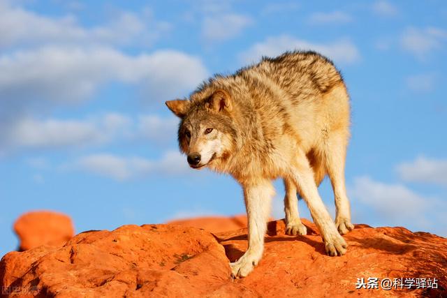 爱斯基摩犬哈士奇:狼会把哈士奇当成同类吗？