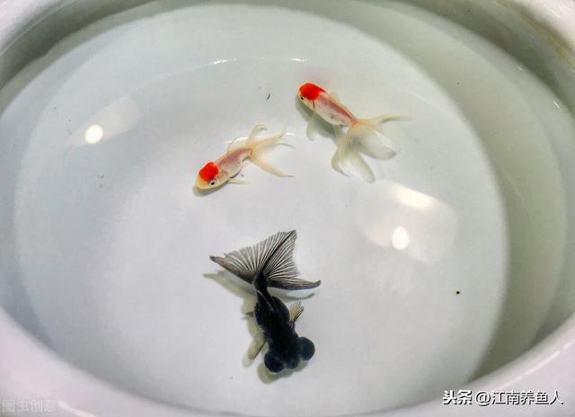 观赏鱼鱼缸批发:如何选择一款适合自己的鱼缸？