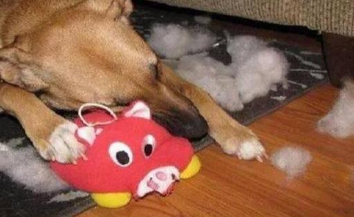 狗玩具:给狗狗买什么样的玩具比较安全呢？