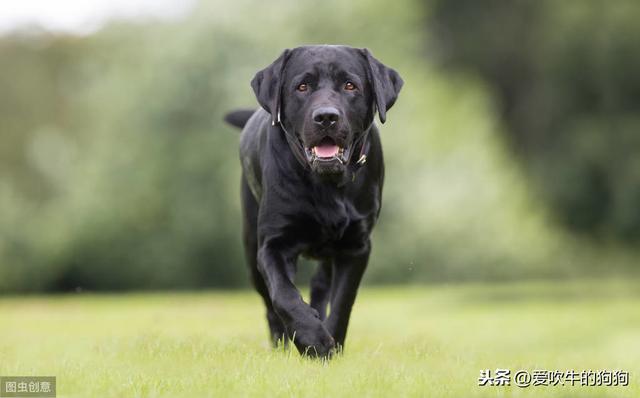 拉布拉多图片 警犬:拉布拉多适合当警犬吗 拉布拉多犬是十大禁养猛犬的其中一种吗？