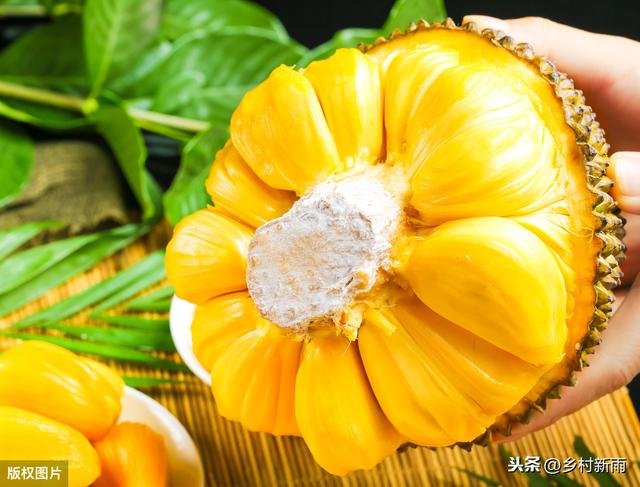 菠萝蜜在广西哪里有种植？