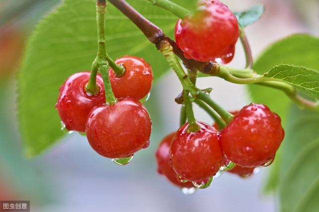 糖尿病人吃樱桃好不好，应该怎么吃？