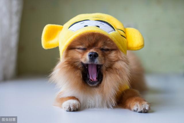 北京博美犬销售诚信公司:养狗，泰迪，博美，哪个更适合？ 北京博美犬专卖店
