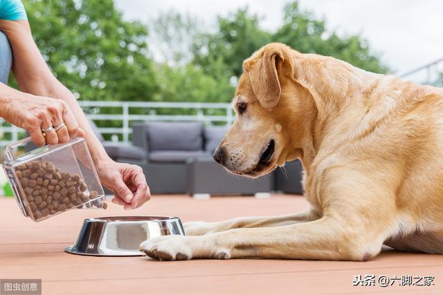 养猫还是养狗:时间不是很充裕的话家中养猫合适还是养狗合适？