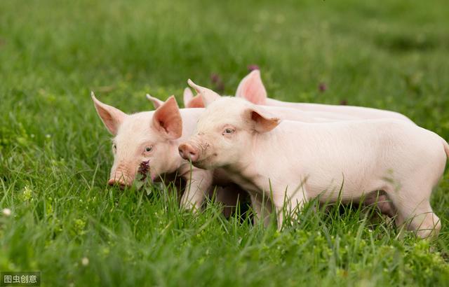 生猪养殖企业的难点，养公司猪的养殖场如何降低饲料成本提高经济效益