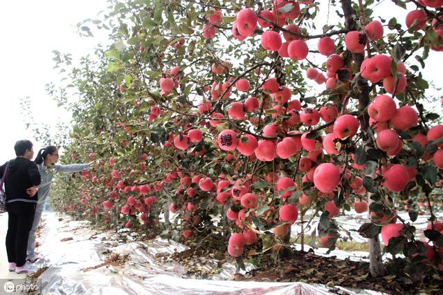 在农村种植的苹果一般亩产多少斤？如何让苹果高产？