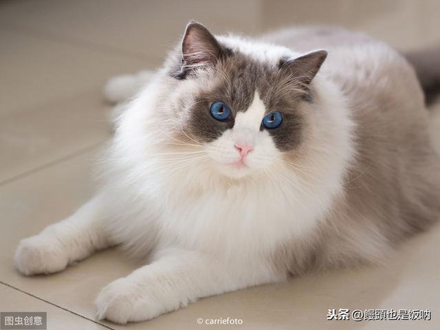 蓝双布偶猫的大概价格:一直想买一只布偶猫，价钱太高，2020年能不能降价？