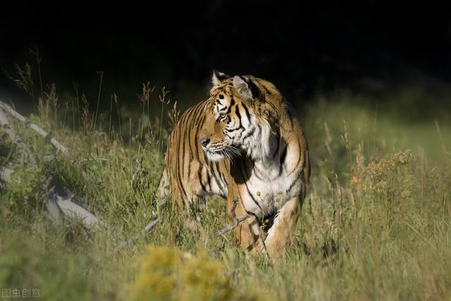 黑蓝虎灭绝了吗，历史悠久的新疆虎还存在吗真的灭绝了吗