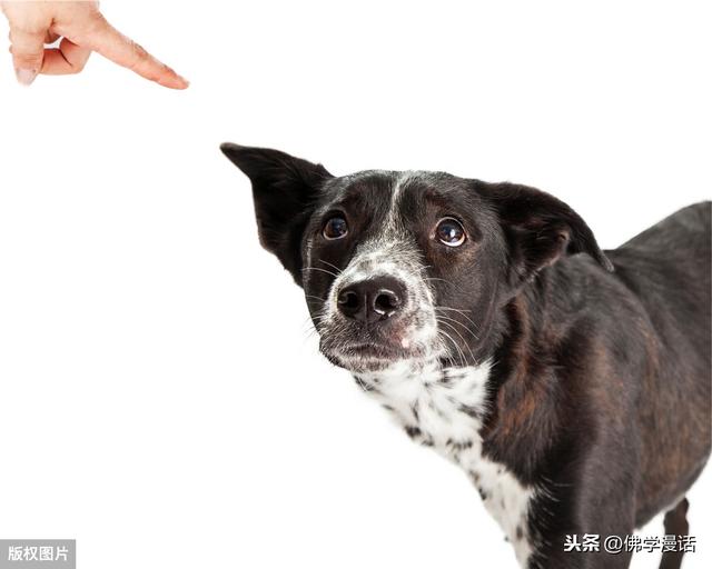 成年英国古牧狗图片:我遛的大型犬温驯不咬人，为什么有的行人躲避、老幼害怕？