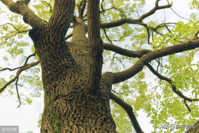 香樟树的特点:香樟树在山东可以种植吗，注意什么？