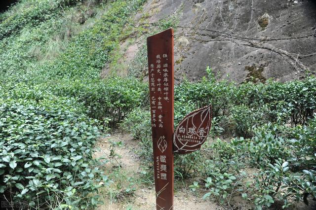 武夷山市:武夷山旅游的感受是什么？