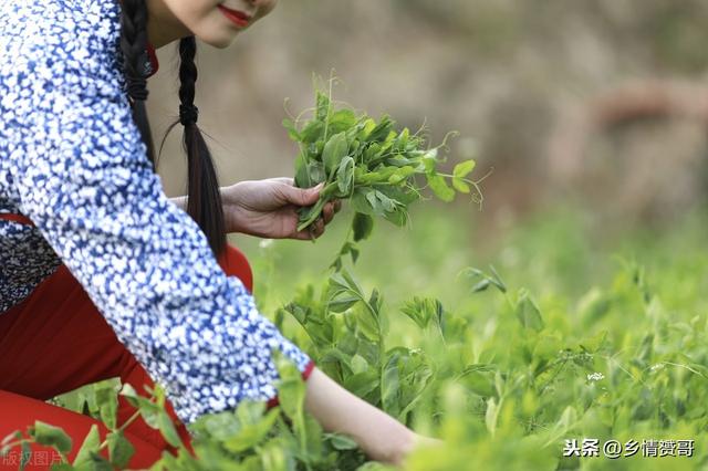 头条问答 回农村种菜 种什么菜好呢 156个回答