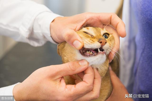 猫流口水是害怕的表现:猫流口水怎么判断是不是应激反应 猫嘴流口水，臭且发黑，怎么办？