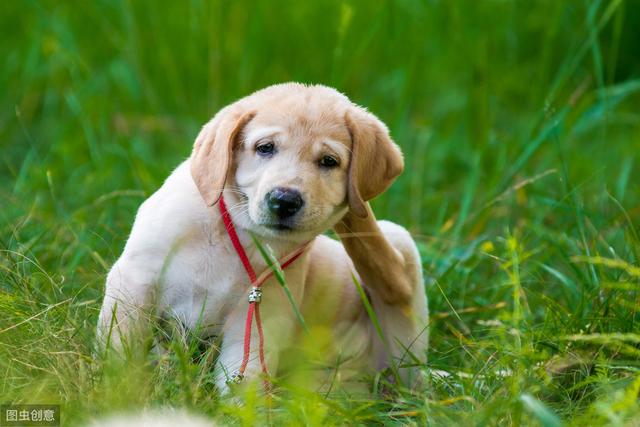 犬钩虫病:已经感染了弓形虫有抗体了，还能继续养狗吗？ 犬钩虫病的诊断治疗方法