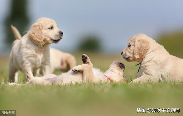 波美拉尼亚犬价格:想养个狗狗，家里有婴儿。养什么比较好？最好价格低点的？