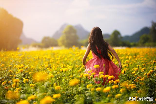 金盏菊图片:夏天的金盏花，摄影如何拍？