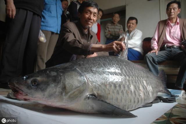 青鱼王1004青鱼王:最近湖北咸宁温度4度，黑坑里面有一千多条青鱼请问怎么钓起来？