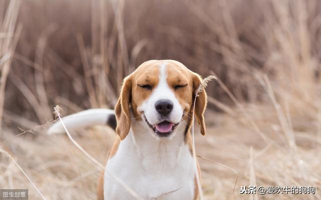 波美拉尼亚犬价格:想养个狗狗，家里有婴儿。养什么比较好？最好价格低点的？