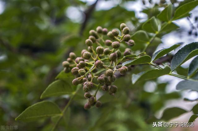 上海万翠堂撤回全部青花椒诉讼，老品种花椒村可以把枝条砍完吗？