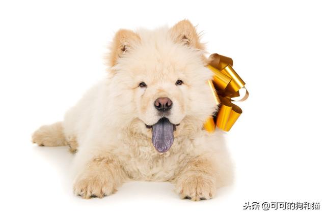 白色尖嘴松狮犬图片:饲养松狮犬时，有哪些需要注意的？